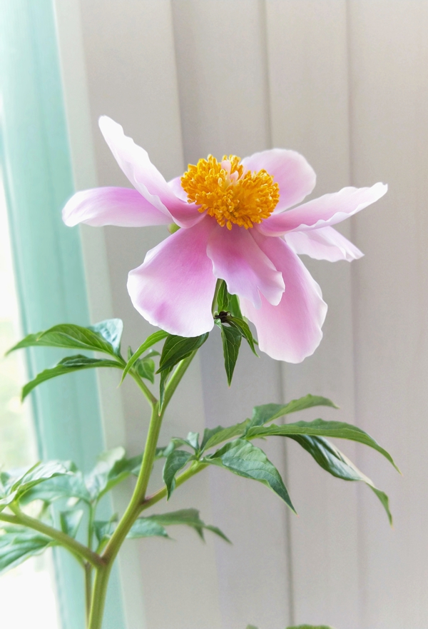 《鲜花一生》——金曼 (4).jpg