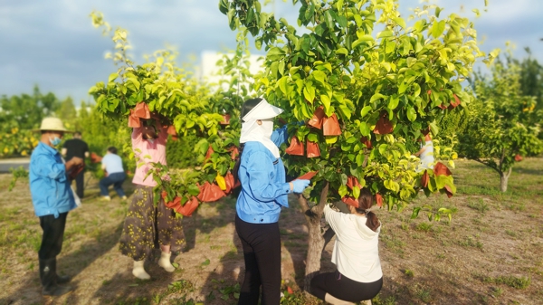 4.物流园梨树套袋保果（刘俊）.jpg